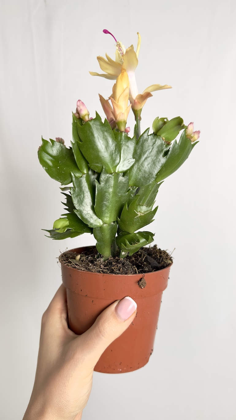 Schlumbergera Grudnik żółty