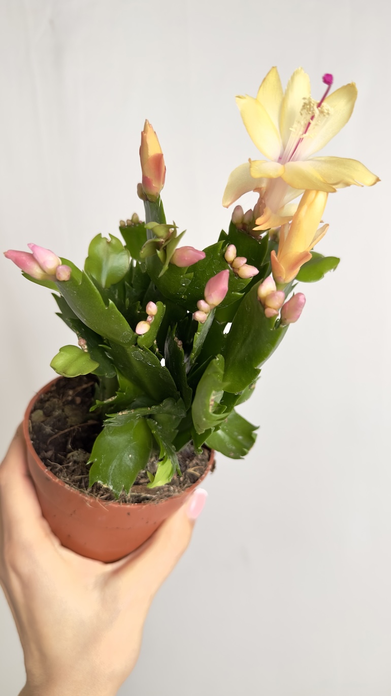 Schlumbergera Grudnik żółty