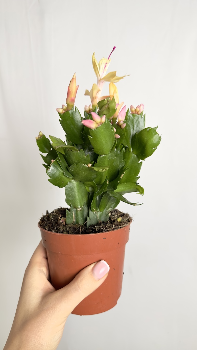 Schlumbergera Grudnik żółty