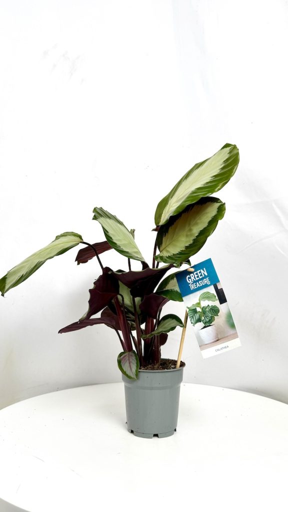 Calathea Argentea