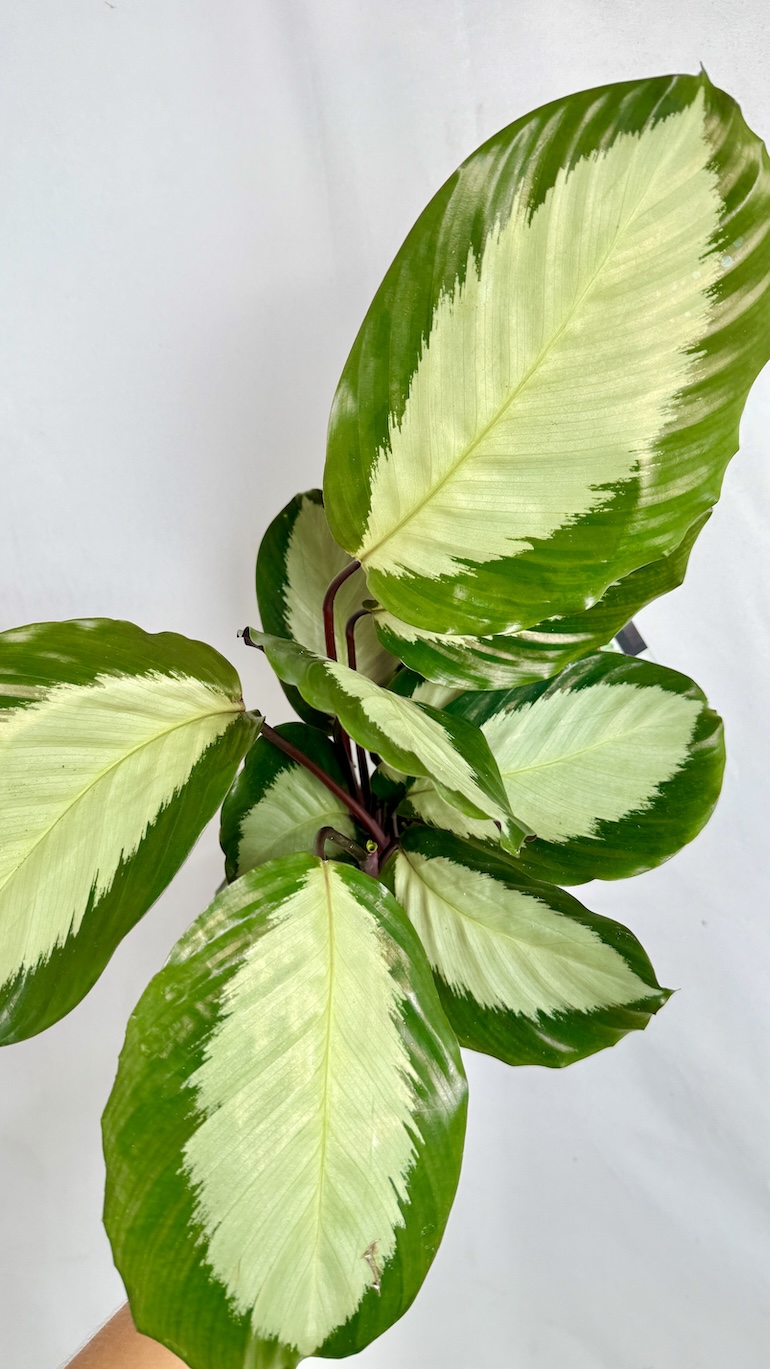 Calathea Argentea