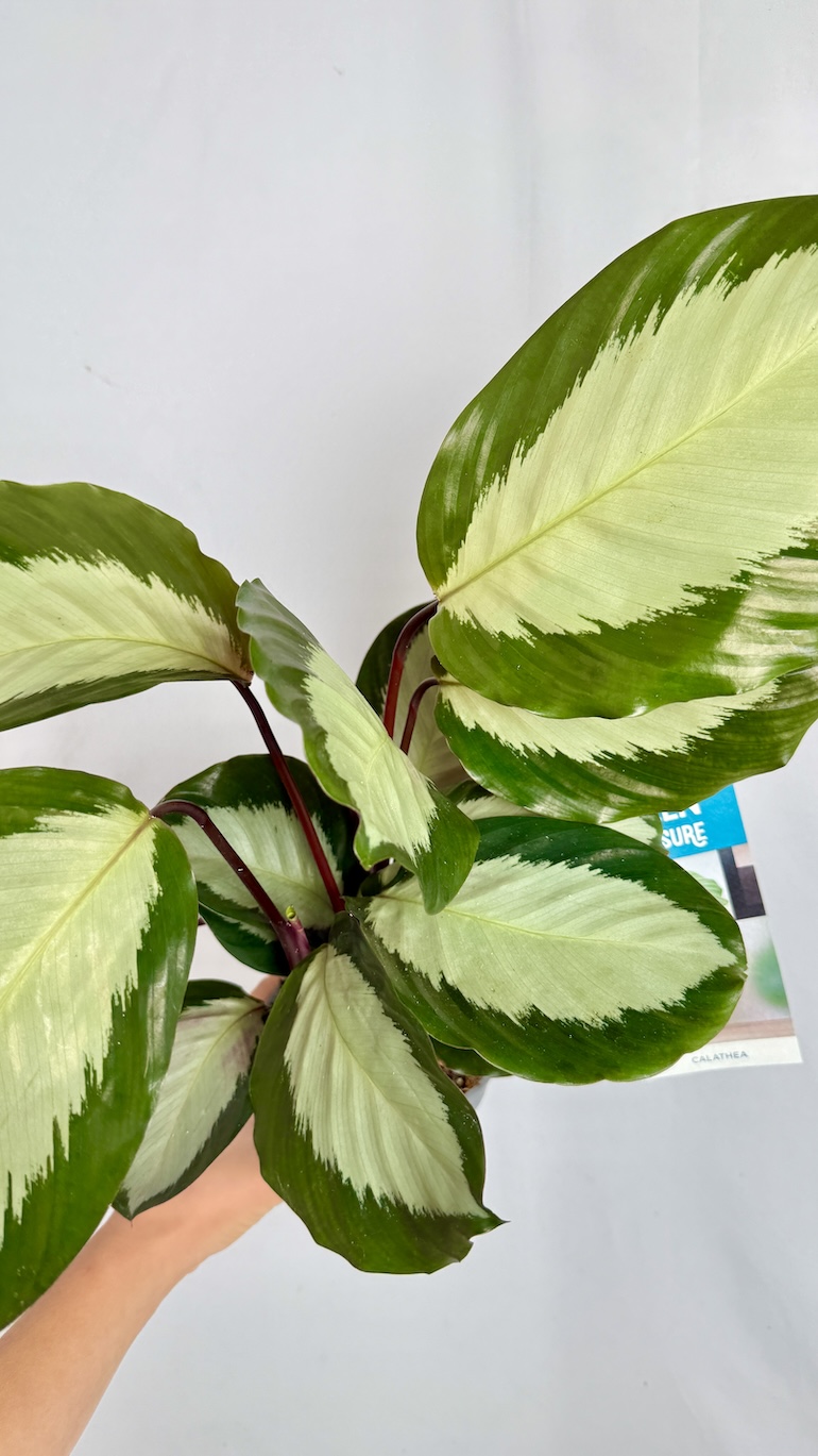Calathea Argentea