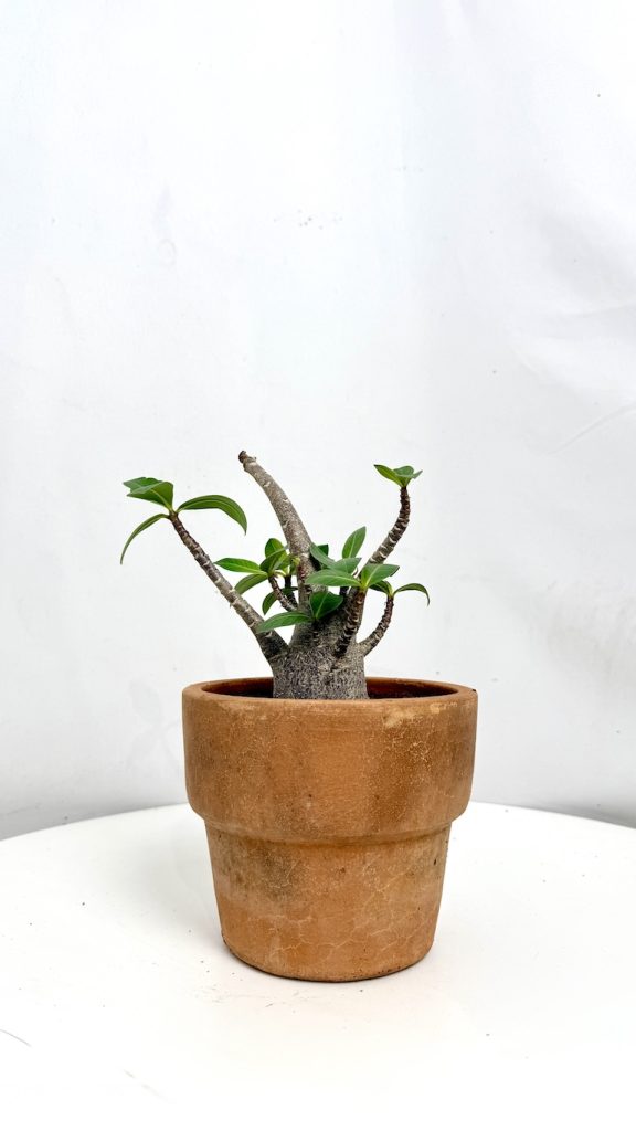 Adenium Black