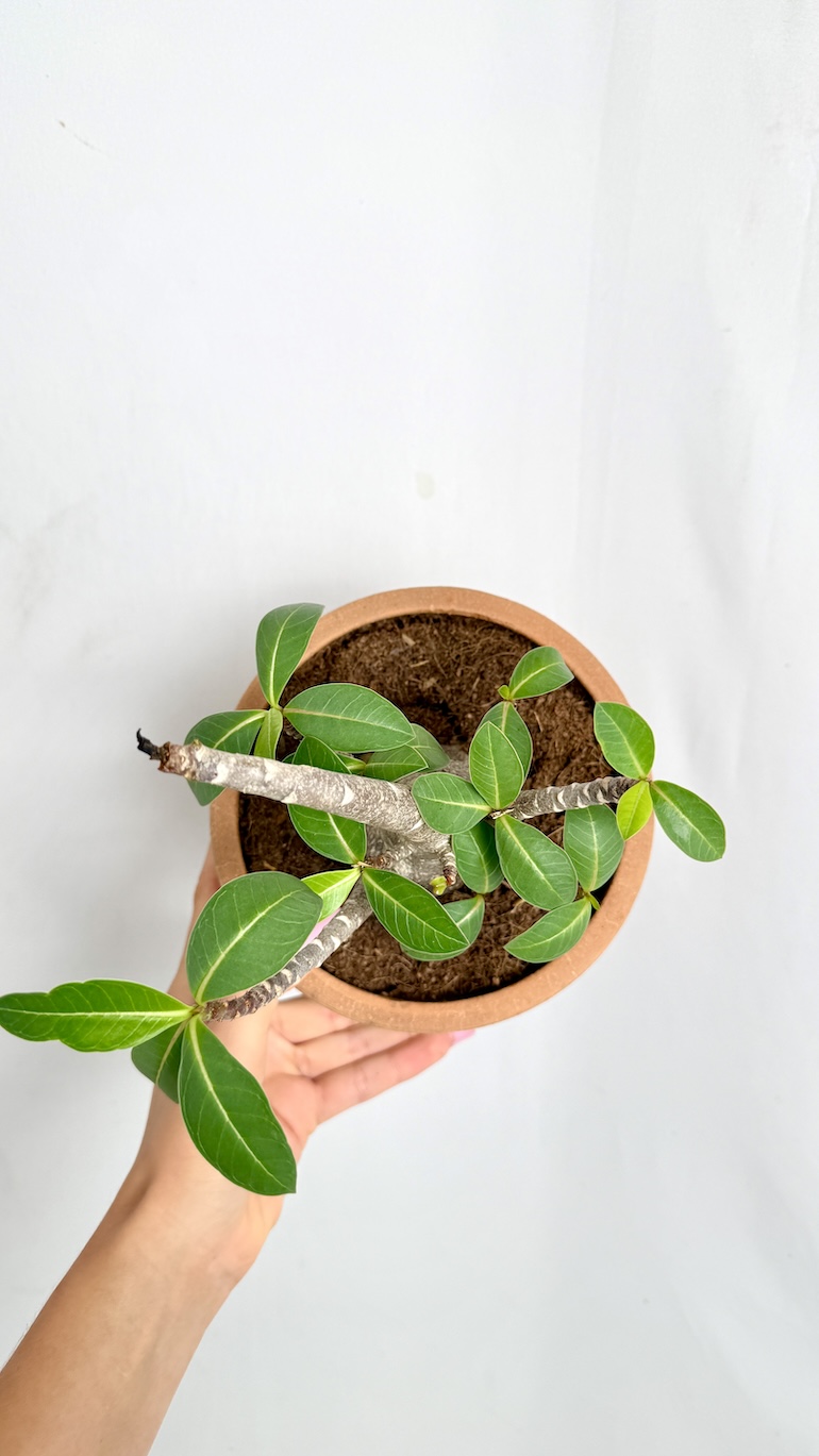 Adenium Black