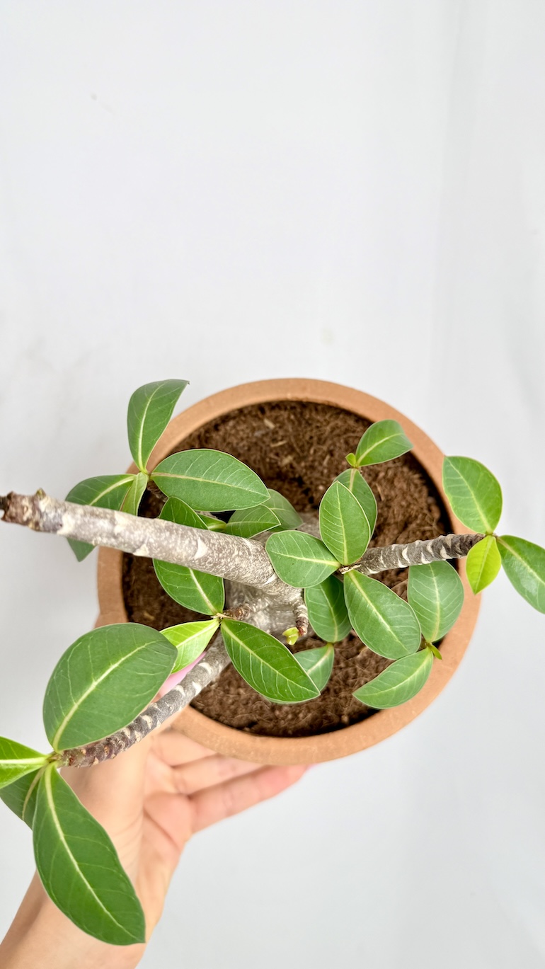 Adenium Black