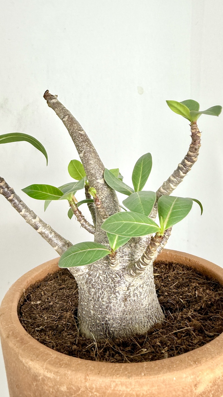 Adenium Black