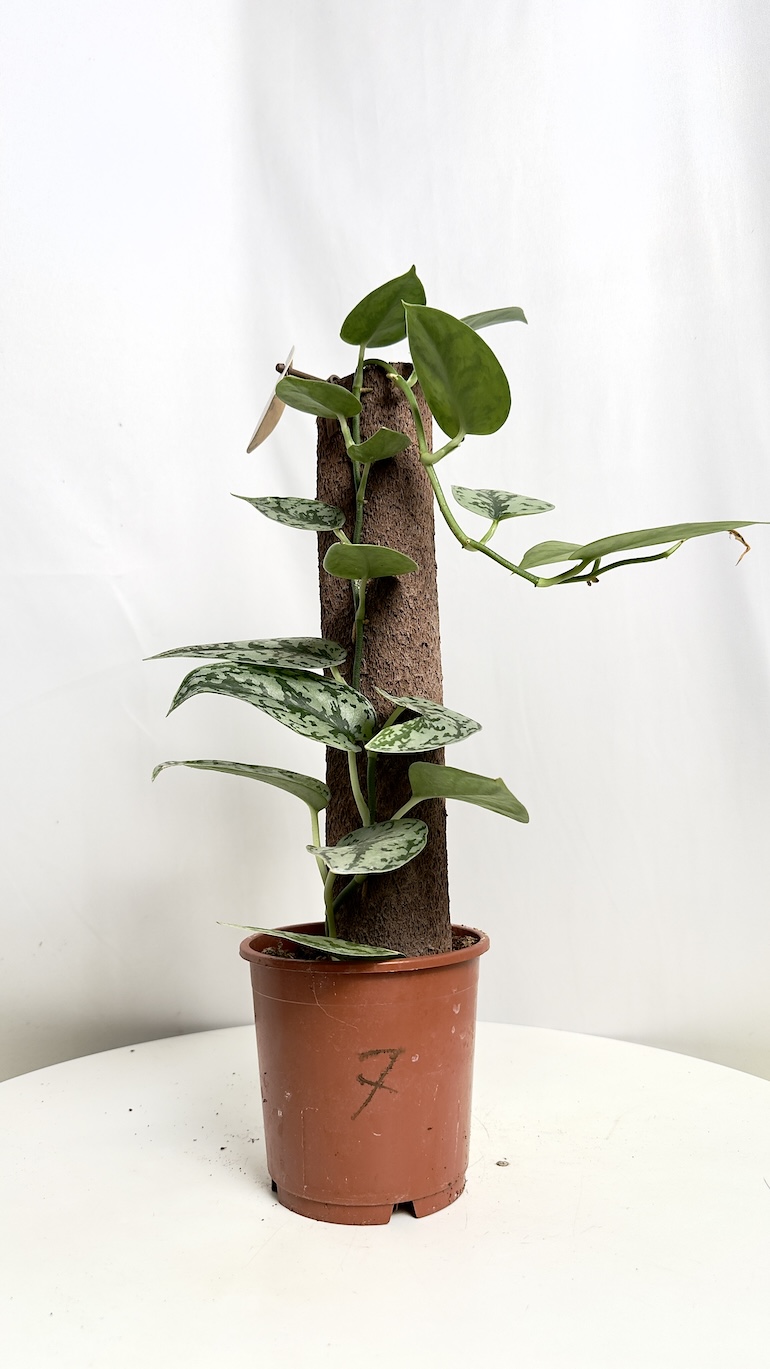Scindapsus Silver Lady
