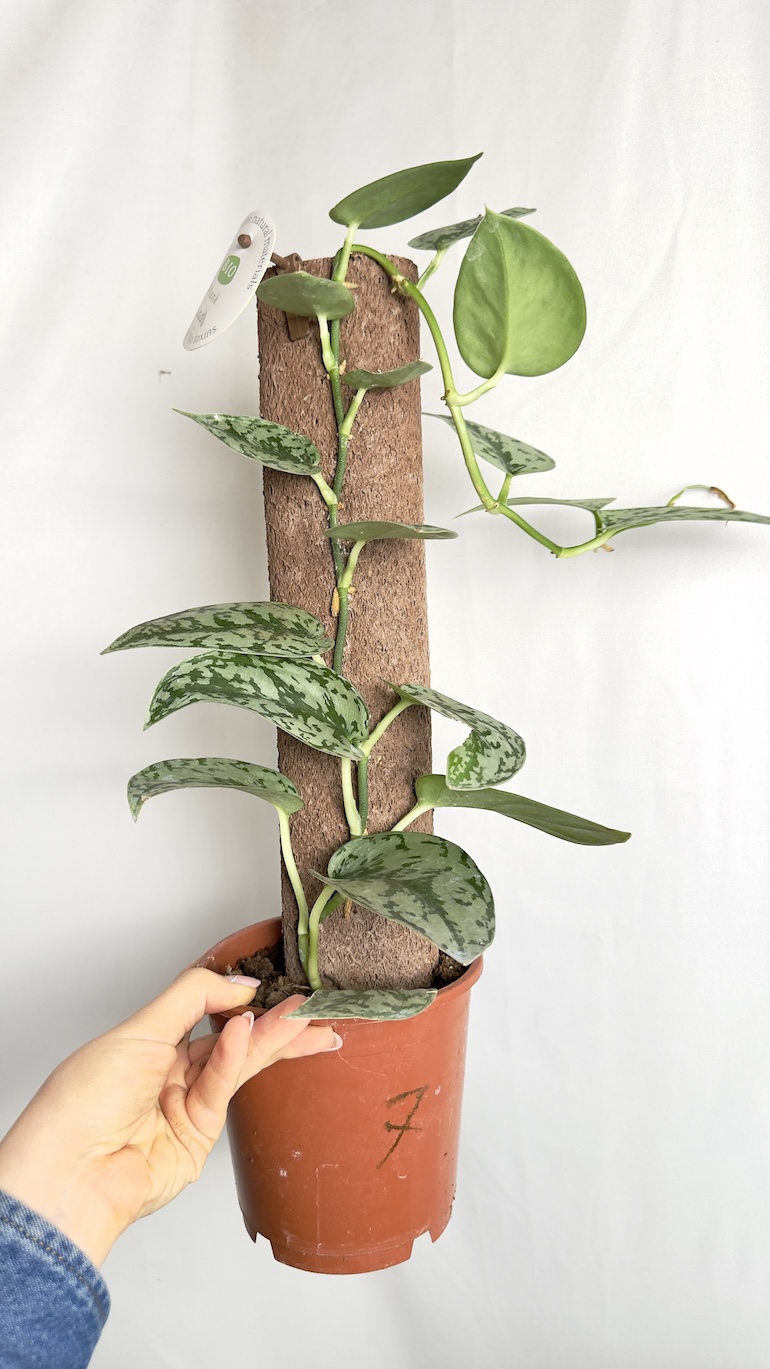 Scindapsus Silver Lady
