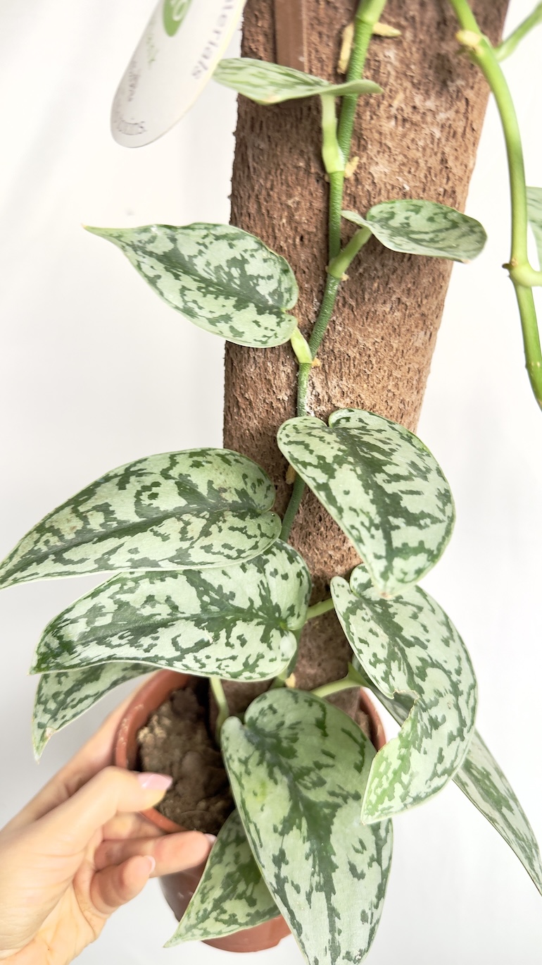 Scindapsus Silver Lady