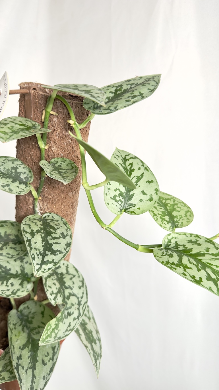Scindapsus Silver Lady