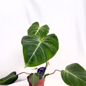 Philodendron Gloriosum z dużymi aksamitnymi liśćmi i jasnym unerwieniem w doniczce 15 cm.