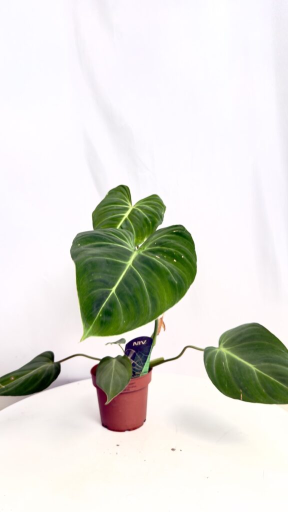 Philodendron Gloriosum z dużymi aksamitnymi liśćmi i jasnym unerwieniem w doniczce 15 cm.