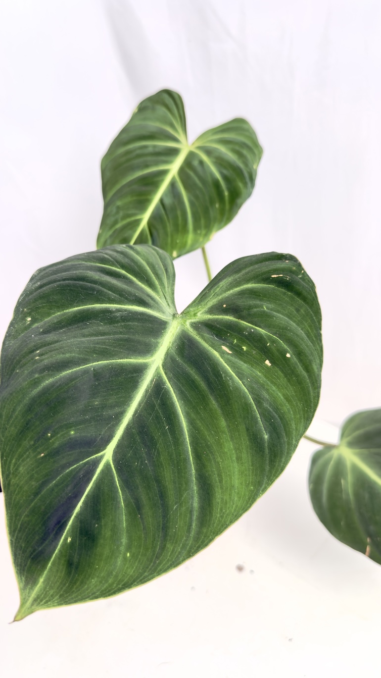 Philodendron Gloriosum