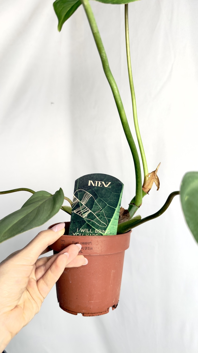 Philodendron Gloriosum