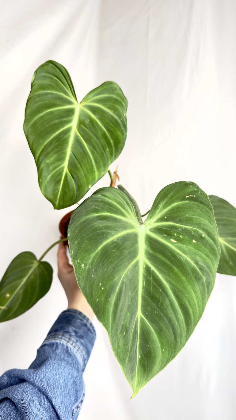 Philodendron Gloriosum