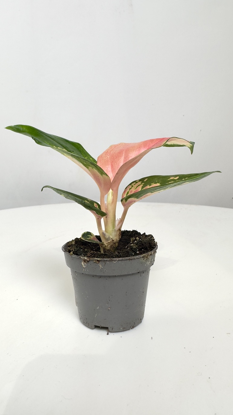 Aglaonema Red Dragon