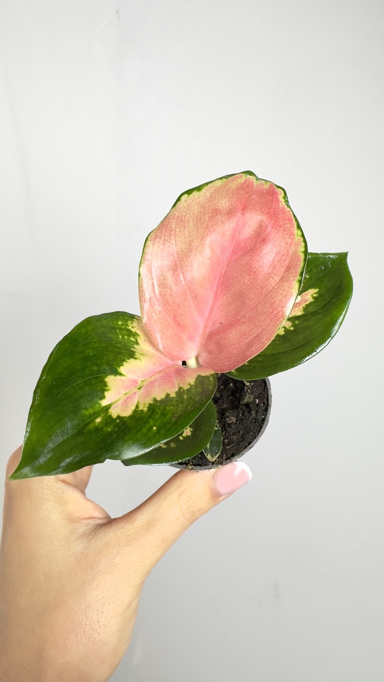 Aglaonema Red Dragon