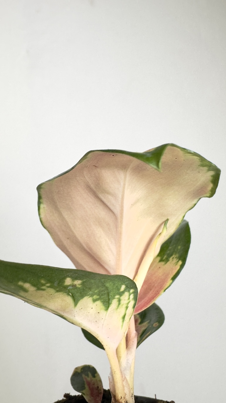 Aglaonema Red Dragon