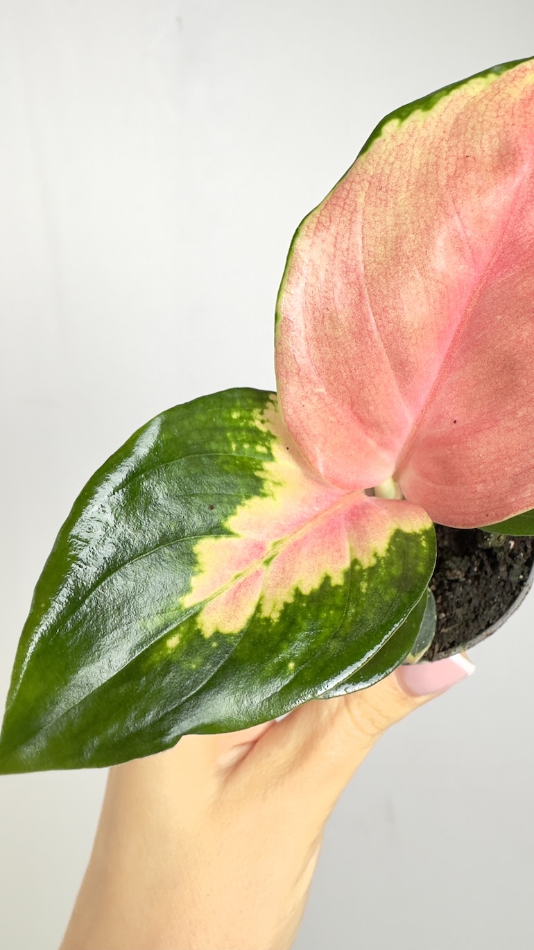 Aglaonema Red Dragon