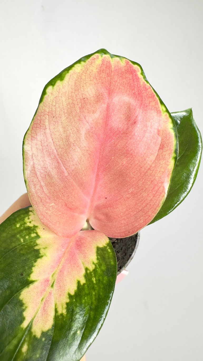Aglaonema Red Dragon