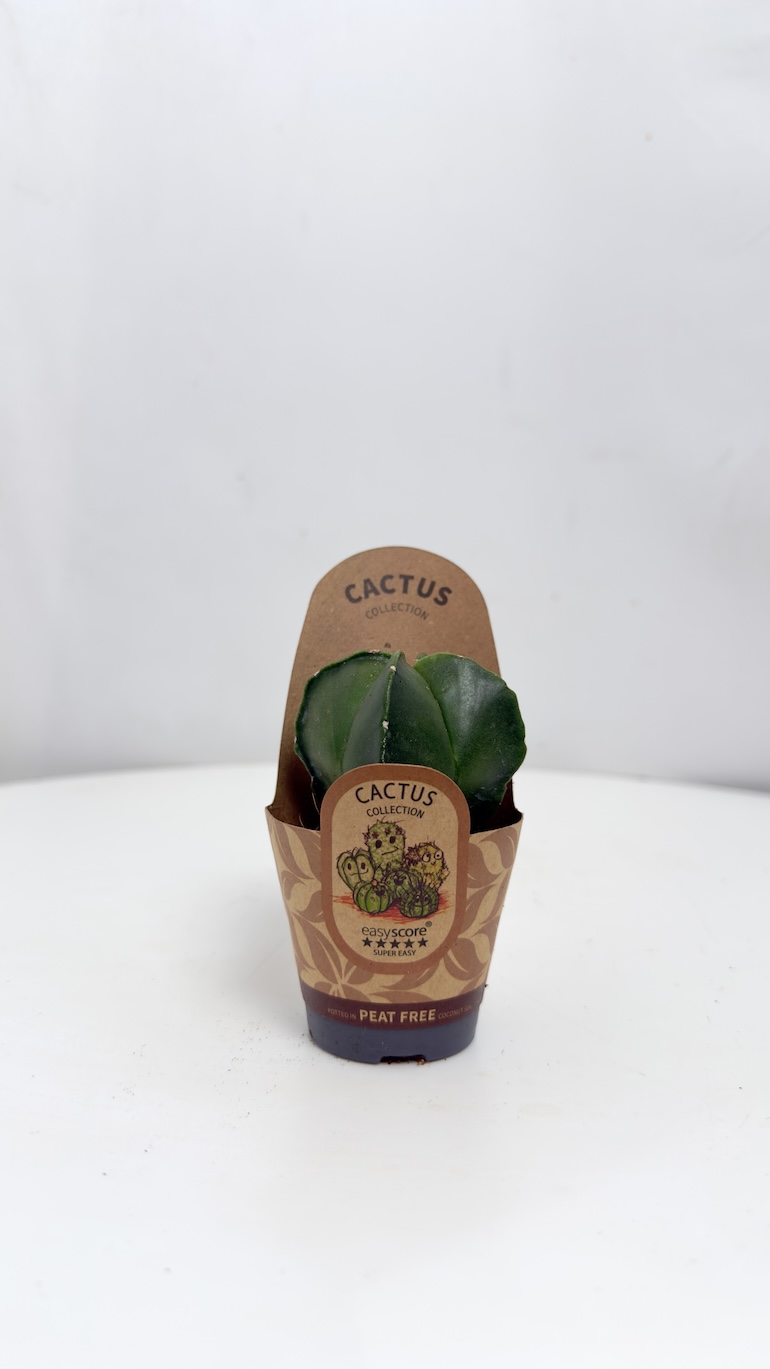 Astrophytum Myriostigma