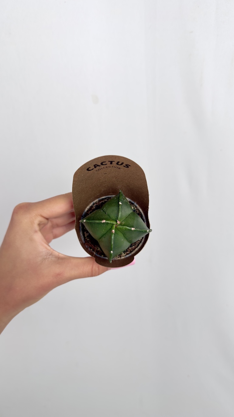 Astrophytum Myriostigma