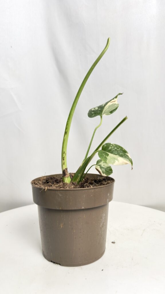 monstera thai constellation do adopcji