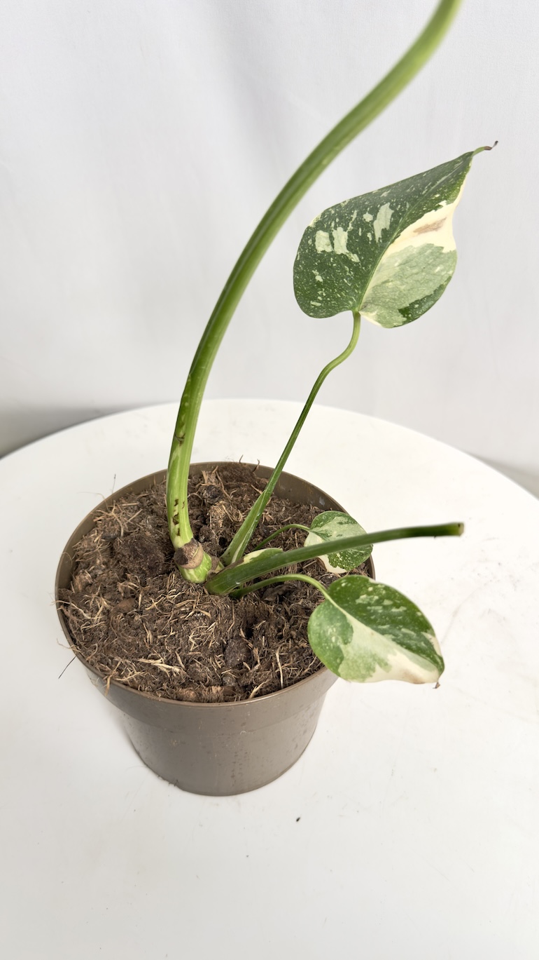 Monstera Thai Constellation