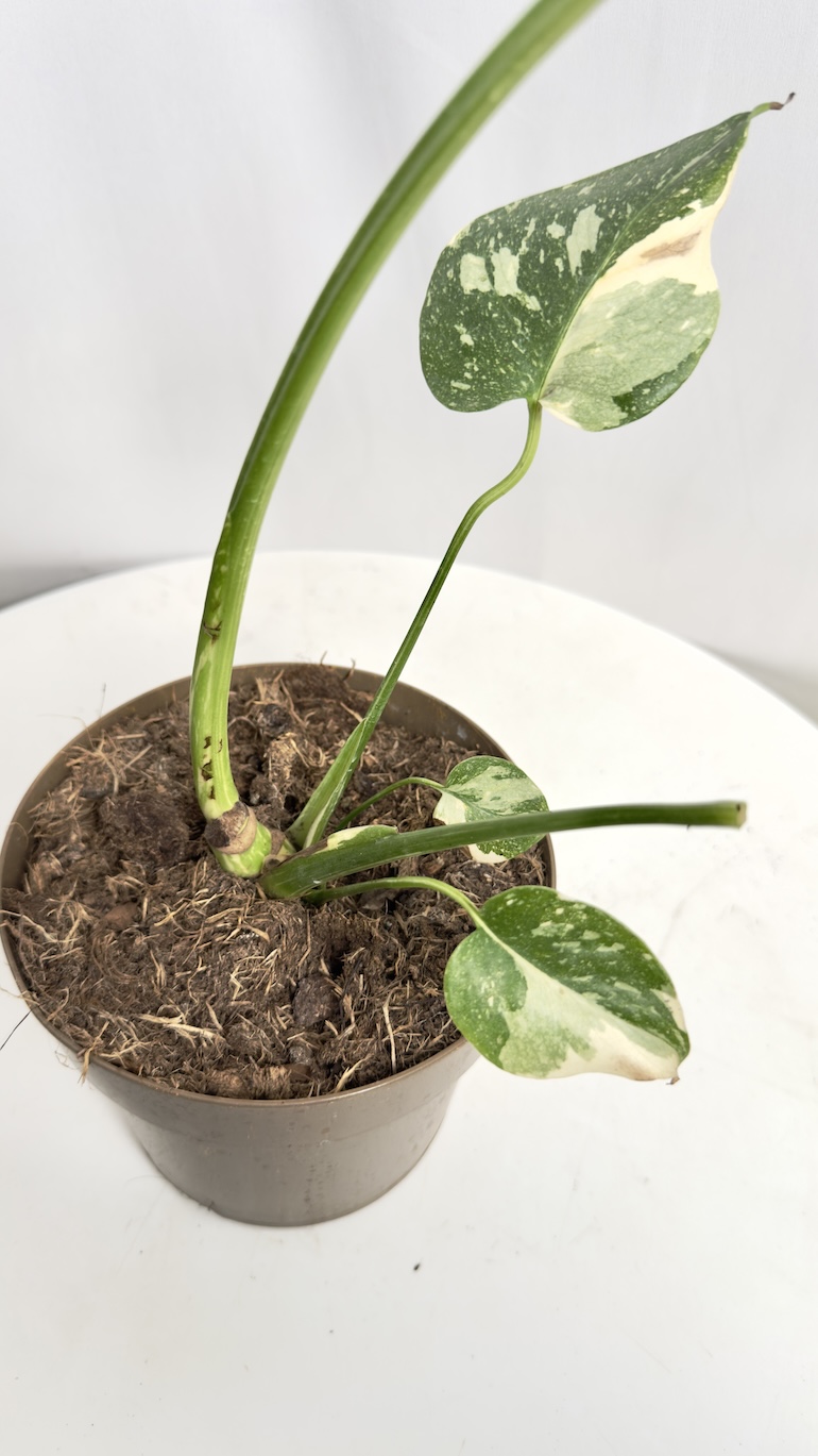Monstera Thai Constellation