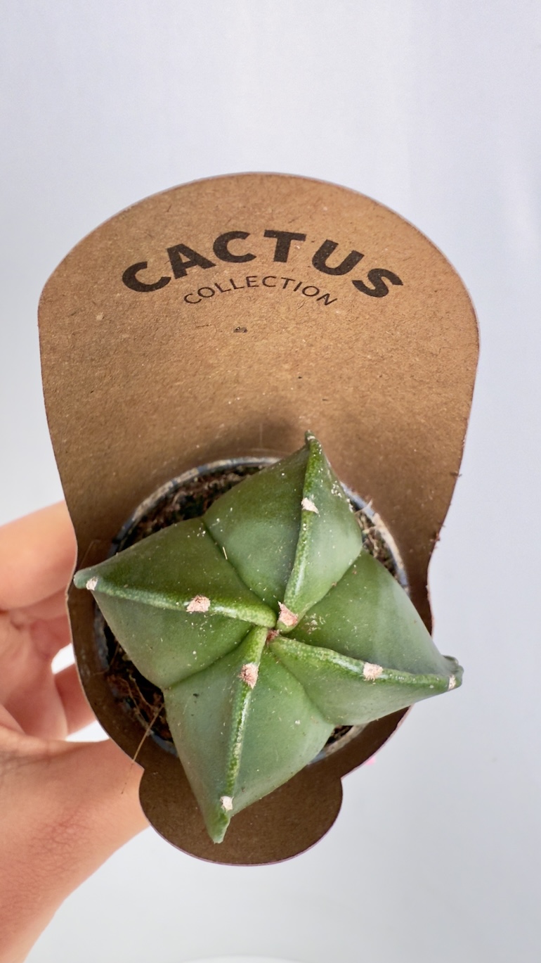 Astrophytum Myriostigma