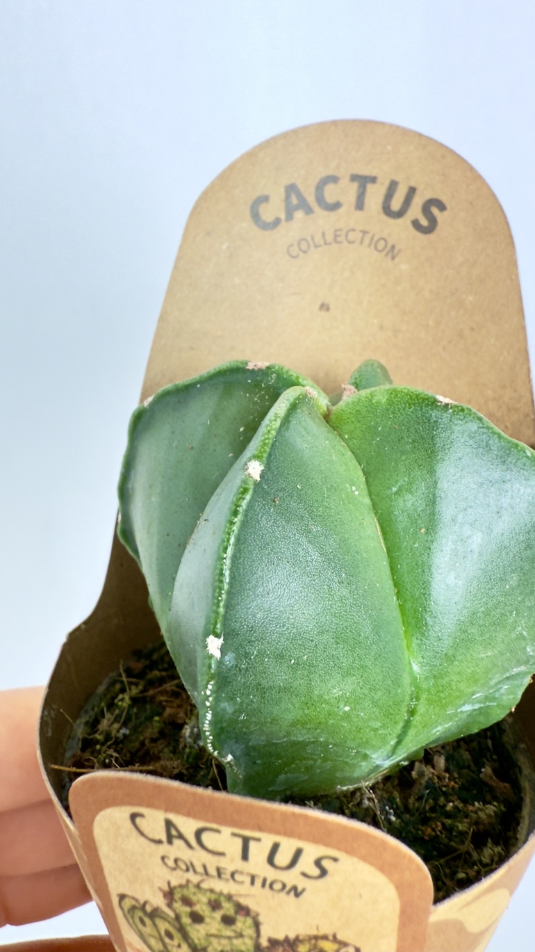 Astrophytum Myriostigma