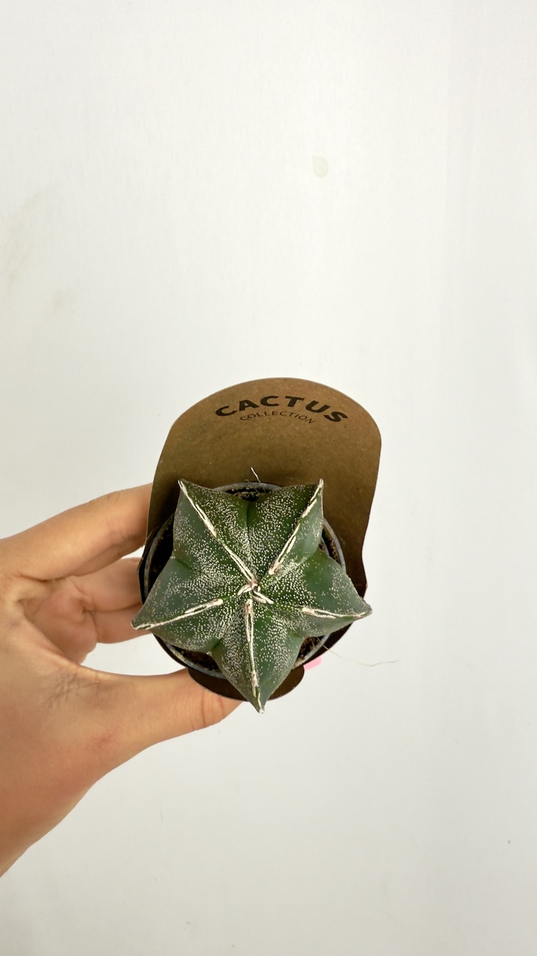 Astrophytum Myriostigma