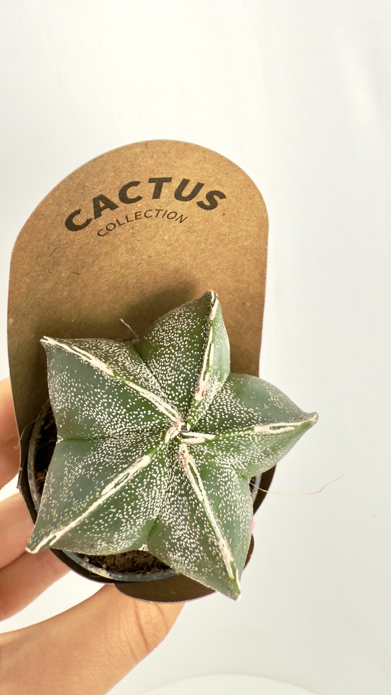Astrophytum Myriostigma