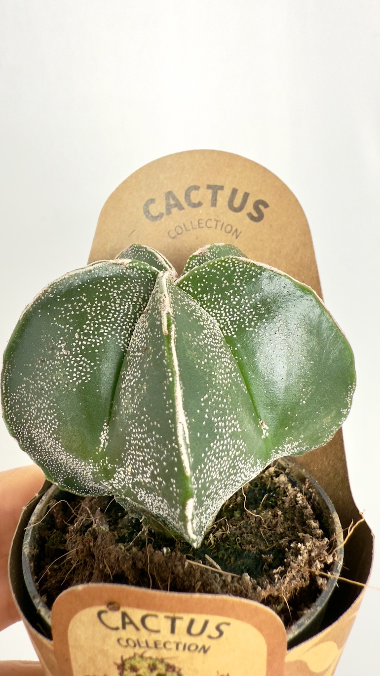 Astrophytum Myriostigma
