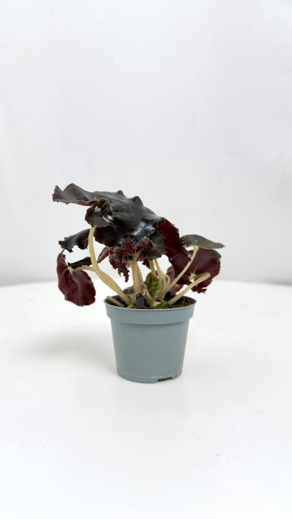 Begonia Rex Dark Mambo