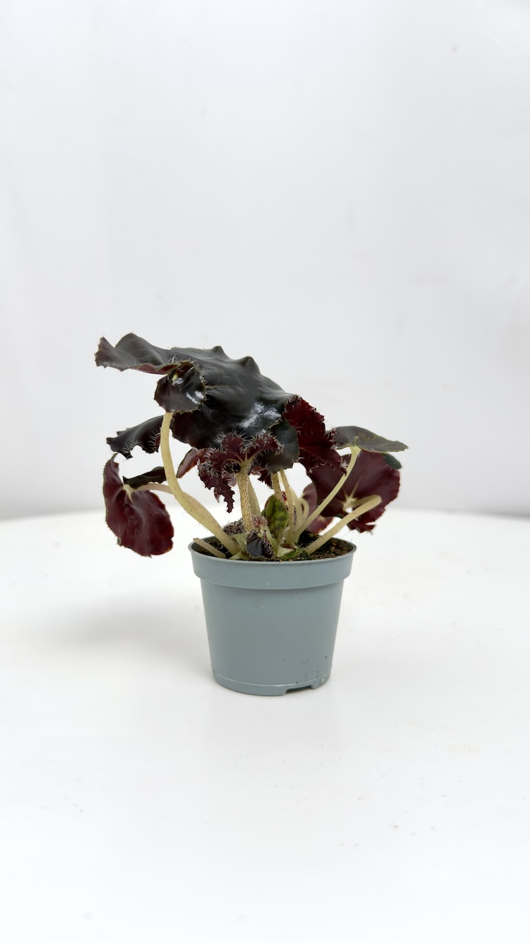 Begonia Rex Dark Mambo