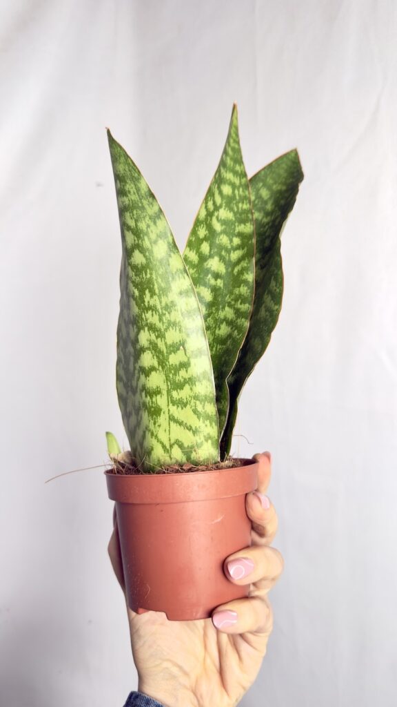 sansevieria dragon