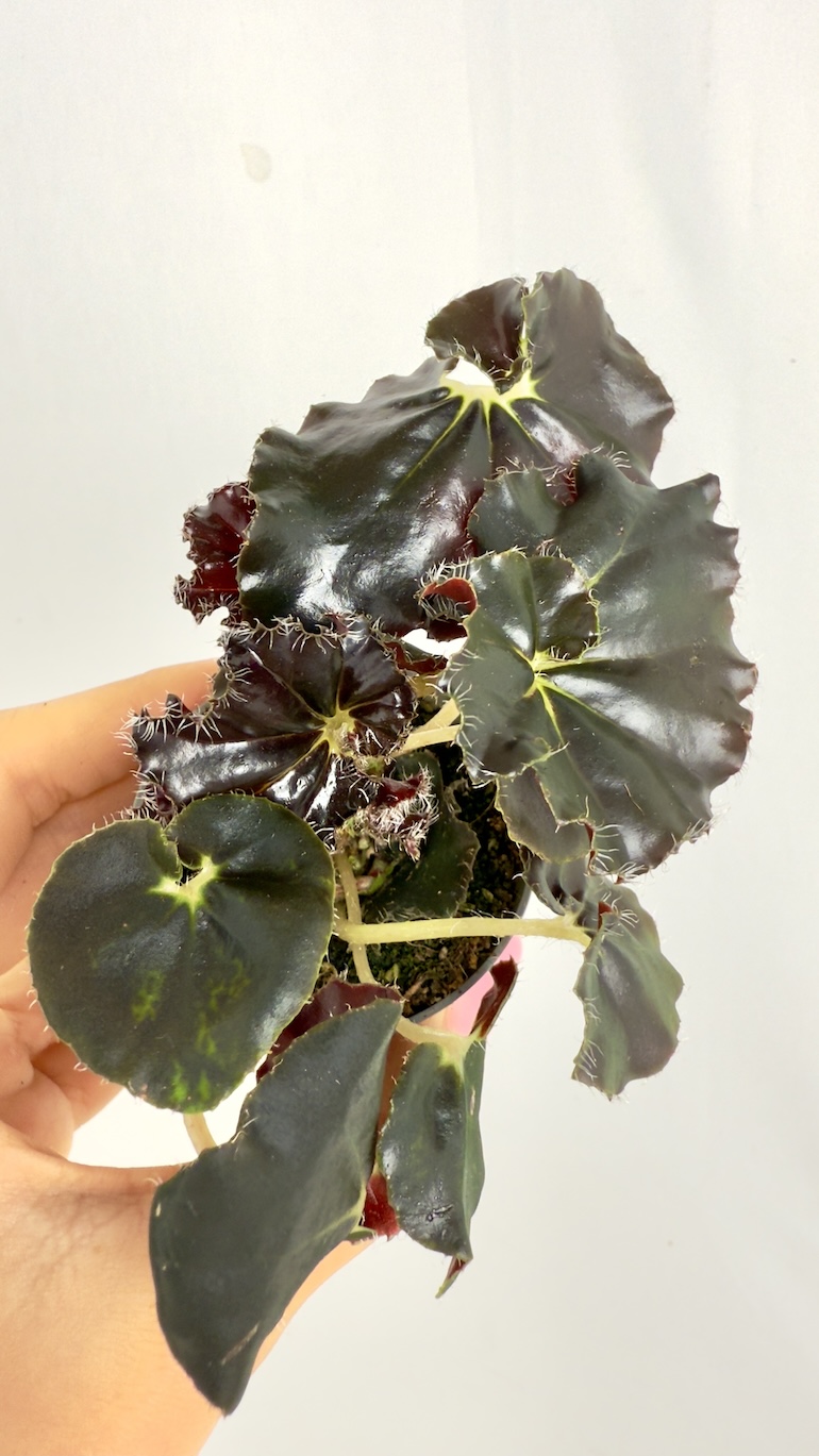 Begonia Rex Dark Mambo