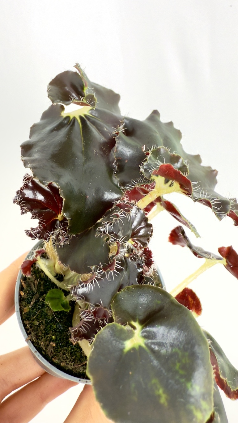 Begonia Rex Dark Mambo