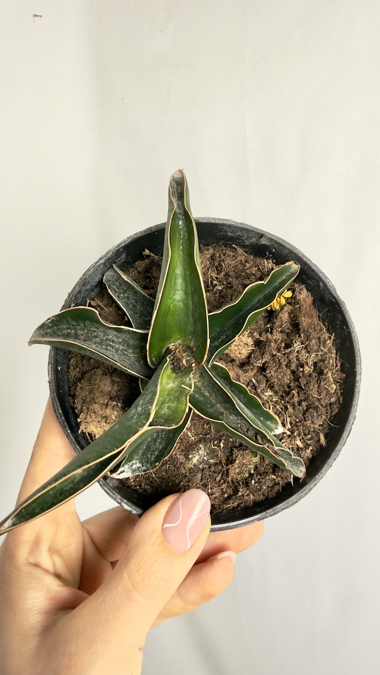 Sansevieria Canary do adopcji