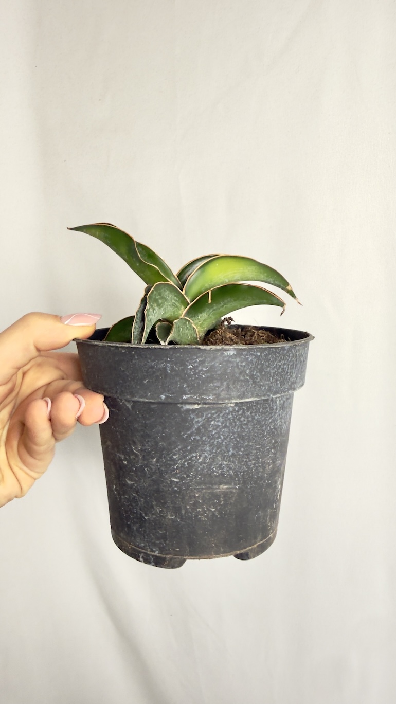 Sansevieria Canary do adopcji