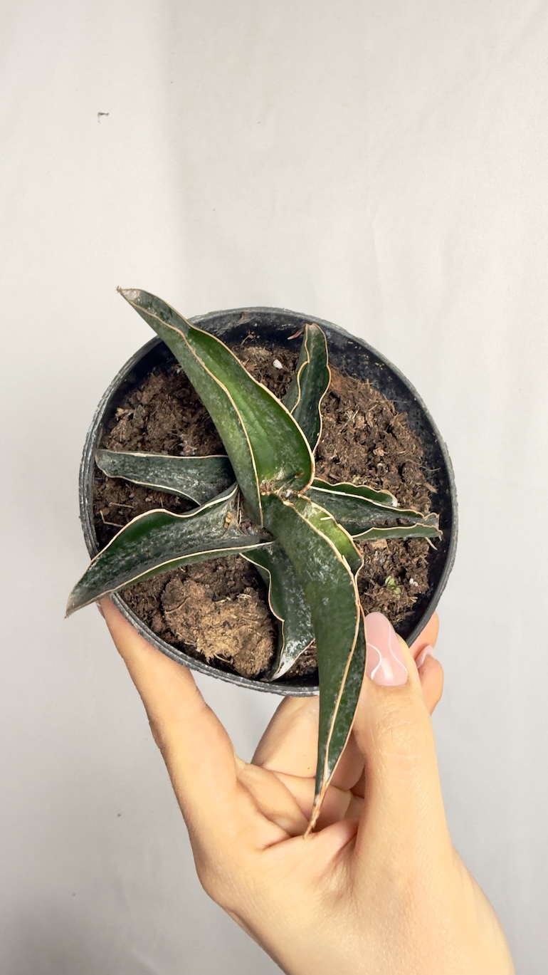Sansevieria Canary do adopcji
