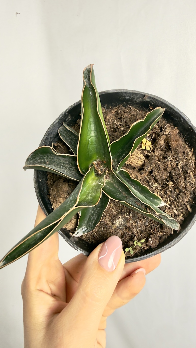 Sansevieria Canary do adopcji