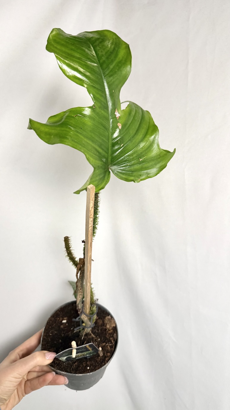 Philodendron Mayoi do adopcji