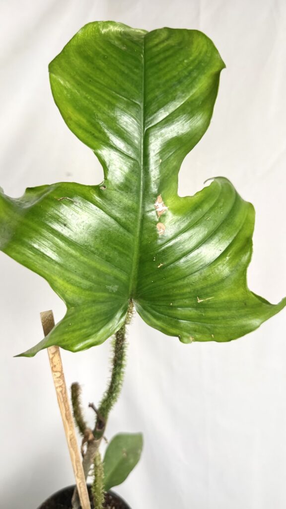 Philodendron Mayoi