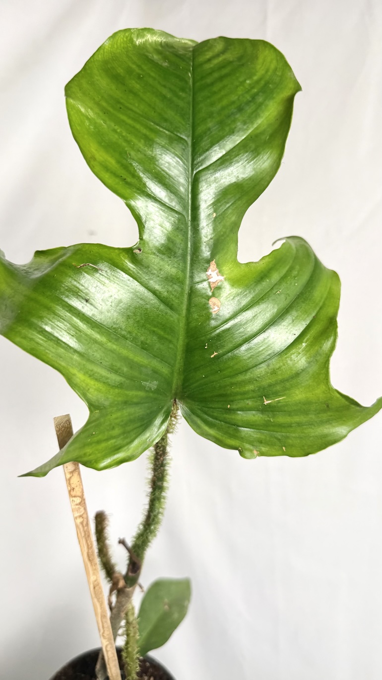 Philodendron Mayoi do adopcji