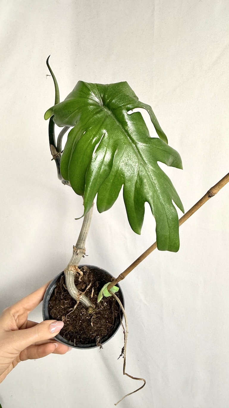 Philodendron Mayoi do adopcji