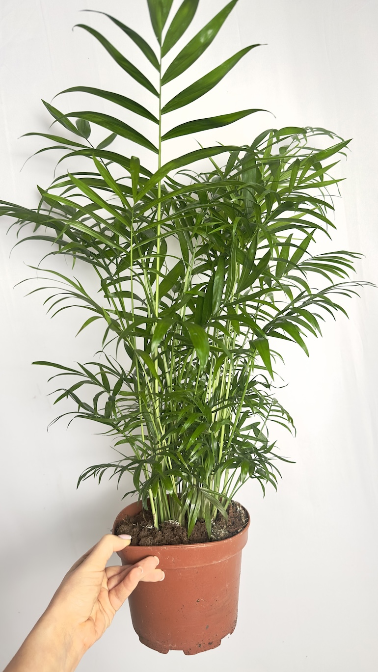 Chamaedorea elegans