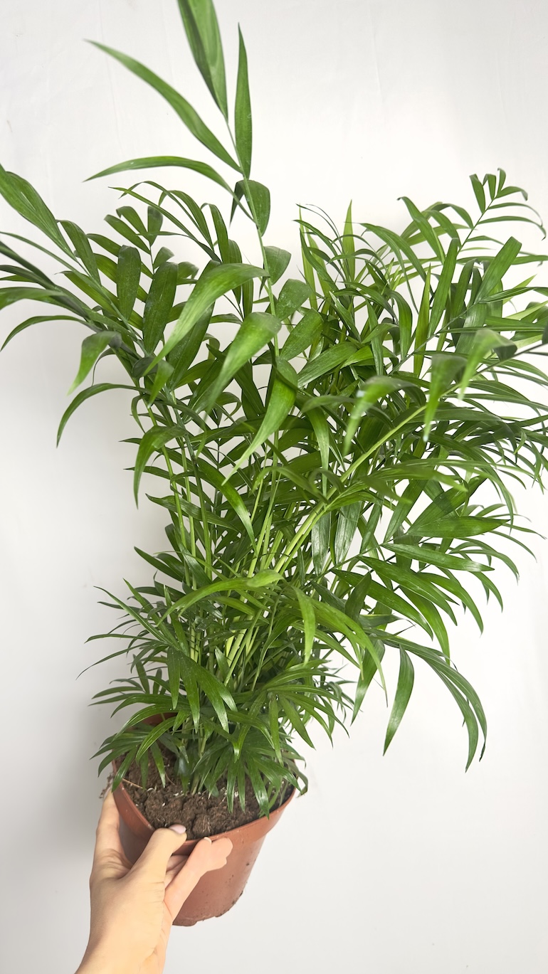 Chamaedorea elegans