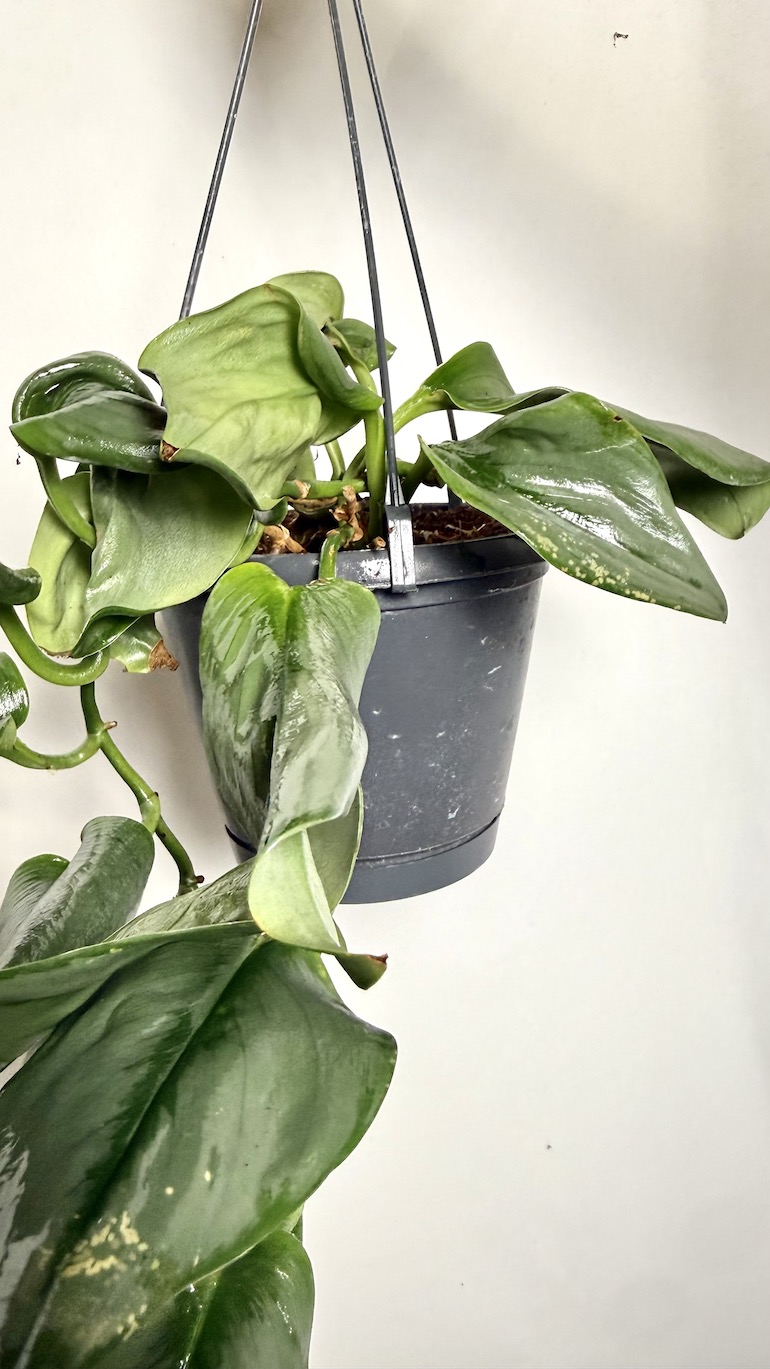 Scindapsus Treubii II kategorii